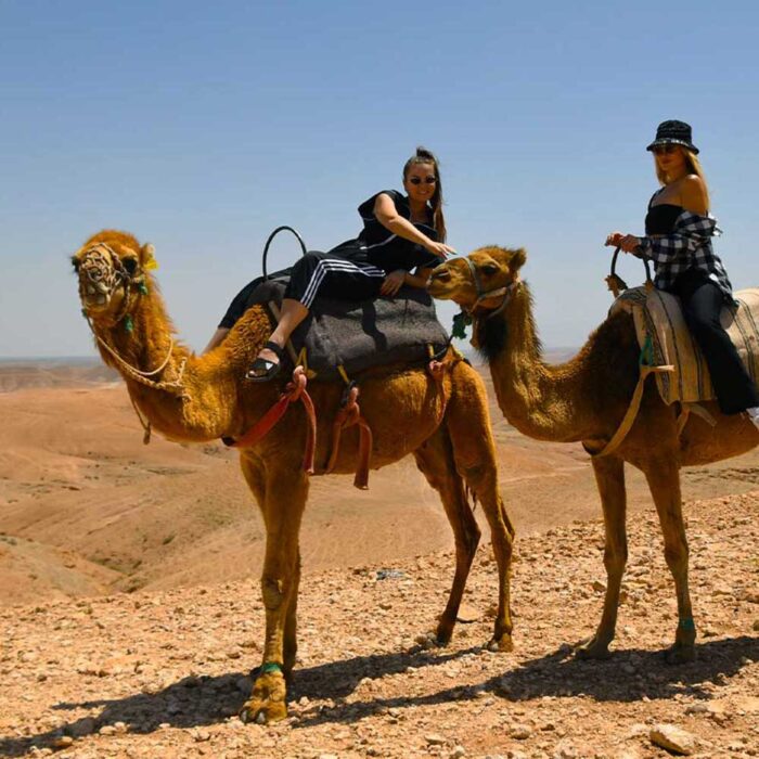 CAMEL + DINER WHITE CAMEL